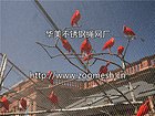 不锈钢防护网-动物围网-钢丝绳安全防护网