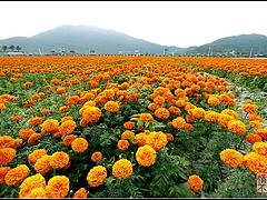 极具有口碑的三亚花海门票预订公司—水晶湾汽车租赁