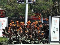 兰州价位合理的兰州市主干道灯箱牌到哪买，西固