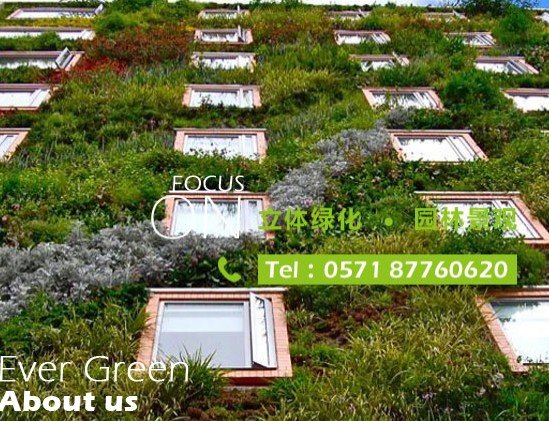 【艺蔓】杭州植物墙公司 杭州绿墙公司 杭州立体化