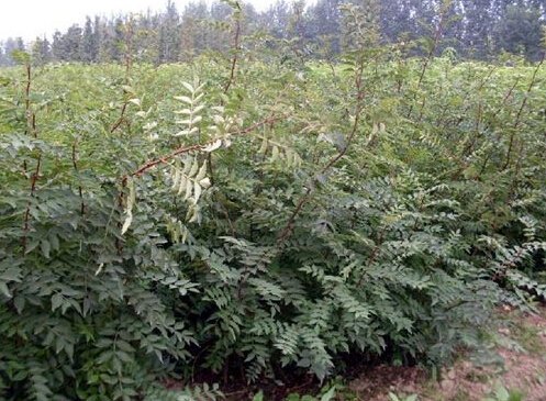山东临沂花椒苗批发基地客源不断，成活率超高速来订