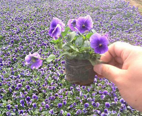 山东青州三色堇种植批发基地——向阳花卉13869