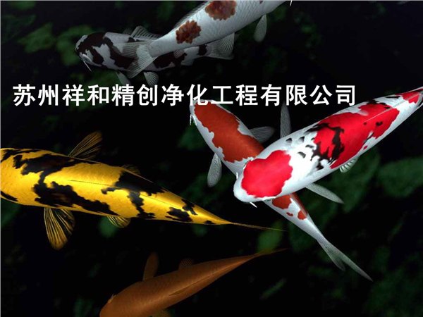 温州市专业处理鱼池青苔绿藻，鱼池水发绿。