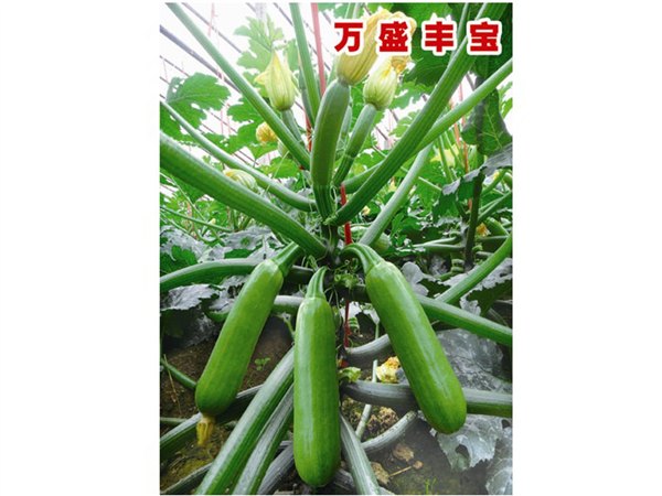 越冬油绿型西葫芦种子——万盛种业