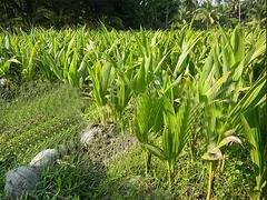 椰子_优惠的海南椰子树苗优选海南桂芝源