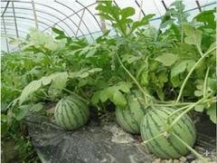 农用薄膜销售_农膜上哪买比较好