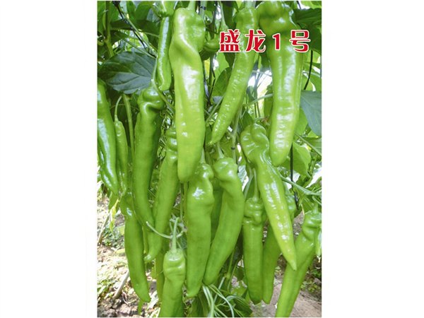 早春亮绿色辣椒种子——万盛种业