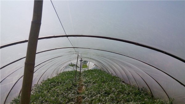 供应西瓜专用膜*优质西瓜专用膜*西瓜专用膜价格*