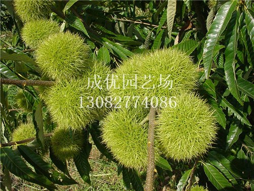 智能家居设备上哪买比较好，城厢智能家居