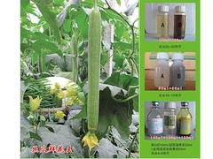 丝瓜鲜花王