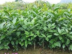 北京柠檬苗