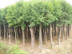 济南大叶女贞,首推,品质一流,基地直销