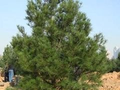 【山东白皮松销售】【山东白皮松求购】选【永昌】专