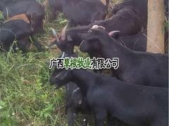 努比亚黑山羊口碑好，出色的努比亚黑山羊供应商就在