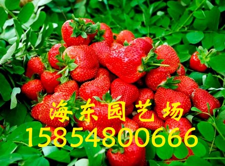 山东草莓苗批发基地