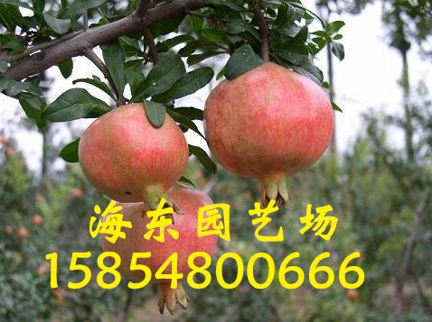 山东石榴苗种植基地 