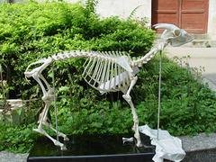 福建动物标本制作|福州森艺生态，福州合格的福州动