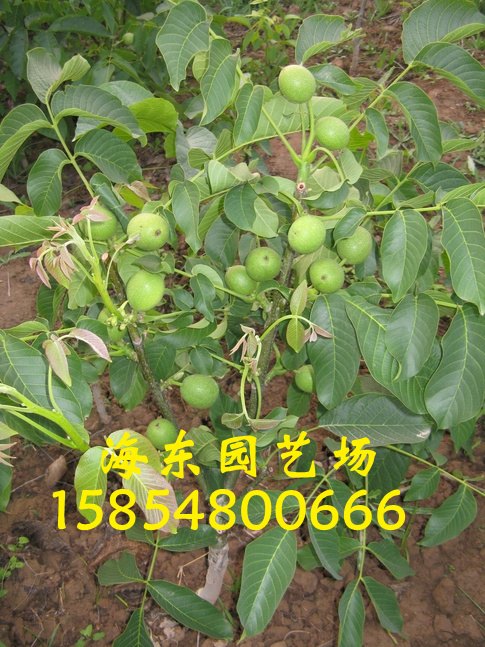 山东核桃苗育苗基地