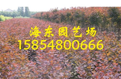 山东红栌种植基地