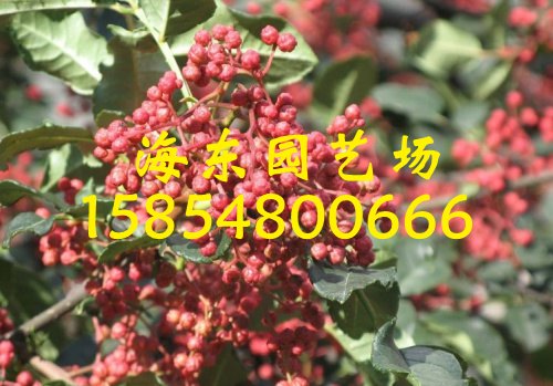 山东花椒苗产地