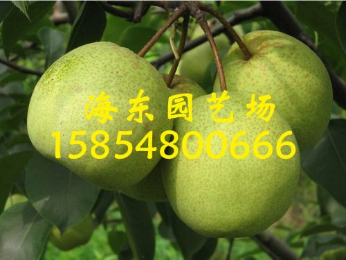 梨树苗批发种植基地