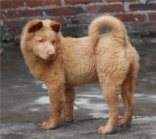 熊狮犬托运，土松狮，原生松狮，骨嘴沙皮托运交流