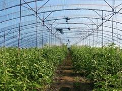 青州西瓜专用膜 西瓜专用膜价格 西瓜专用膜【天瑞
