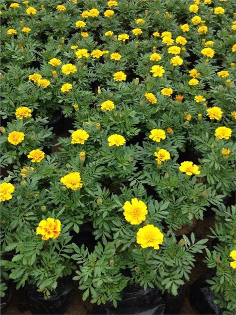 山东孔雀草种植批发青州向阳草花苗木基地供应