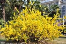 远销全国 连翘种植基地 连翘价格 连翘批发
