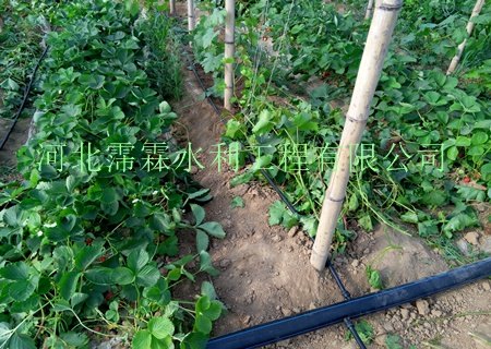 供晋城高平市大棚滴灌管/滴水管