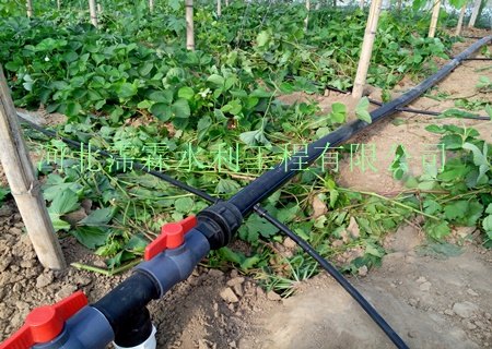 山西大棚_蒜使用的滴灌管设备