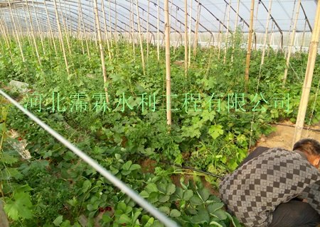 山西阳泉市韭菜滴灌_黑色滴水管