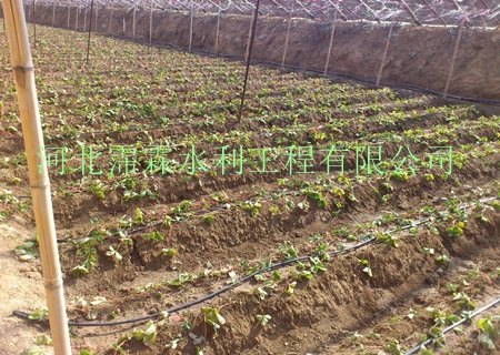 供应山西晋城白菜滴灌_滴水管