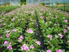 长春花在哪里有供应：观赏价值高长春花