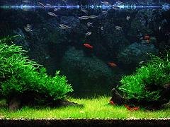 潍坊优惠的生态鱼缸上哪买_临沂生态鱼缸