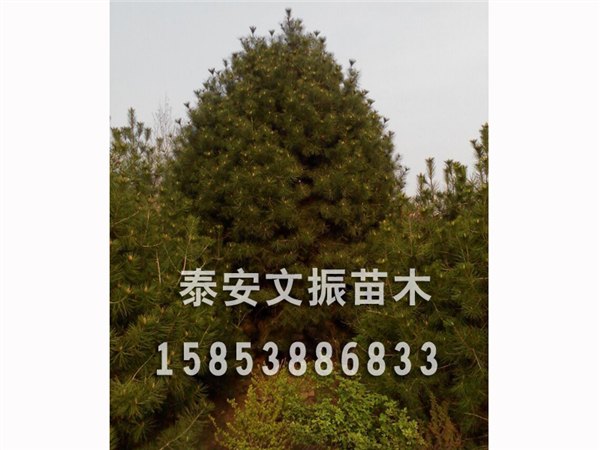 18公分白皮松小苗—山东销量好的白皮松树基地