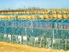 PO膜生产厂家——山东实惠的农膜