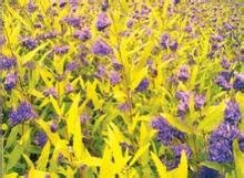莸属植物的 金叶莸种植基地 金叶莸价格
