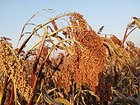 口碑好的高密红高粱——受欢迎的高密红高粱推荐