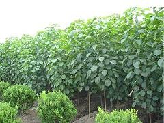 广州重阳木|想要重阳木就来海南桂芝源