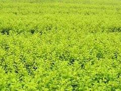 金叶女贞种植基地，哪里能买到实惠的金叶女贞