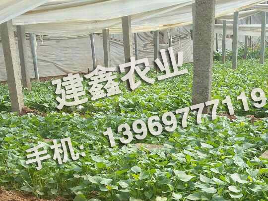 山东烟薯25基地|烟薯25价格优惠