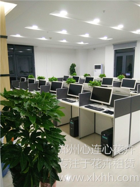 郑州租绿植、就找心连心花卉—品质保证、放心售后