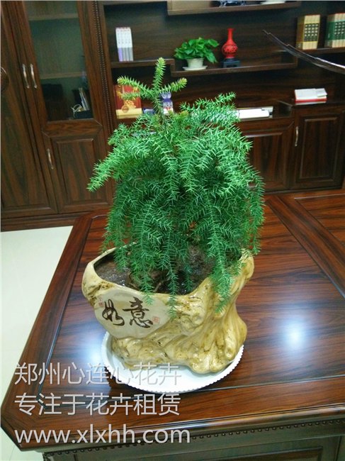 郑州办公室租花就选心连心花卉、服务好、质量高、价格少