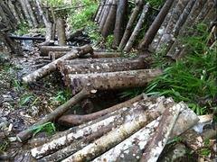 昆明地区哪里有卖优质的野生木耳_云南野生木耳