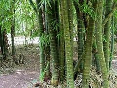 江苏佛肚竹批发：四川哪家佛肚竹供应商好