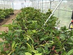 广西存活率高的莲雾苗哪里找？——天红莲雾种植基地