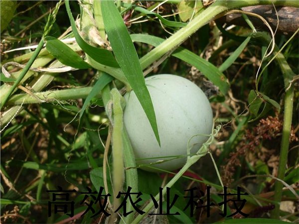 鸡蛋葫芦种子 观赏葫芦种子新品种 观赏葫芦，观赏葫芦种子，鸡蛋葫芦种子