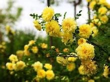 落叶灌木【黄刺玫种植基地】黄刺玫价格