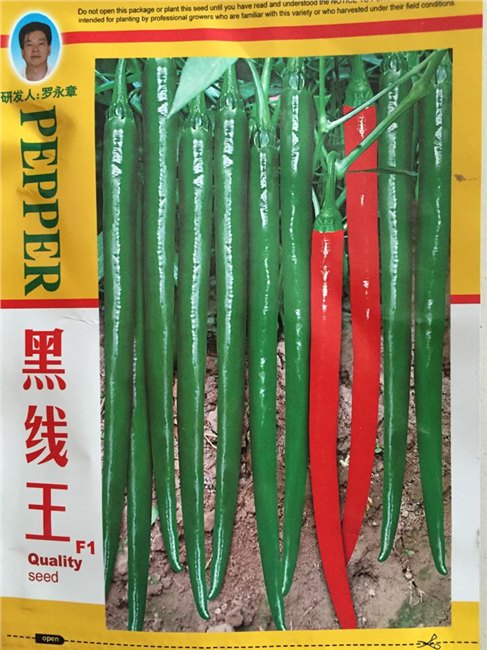 线椒种子 黑线王线椒种子   线椒种子价格---